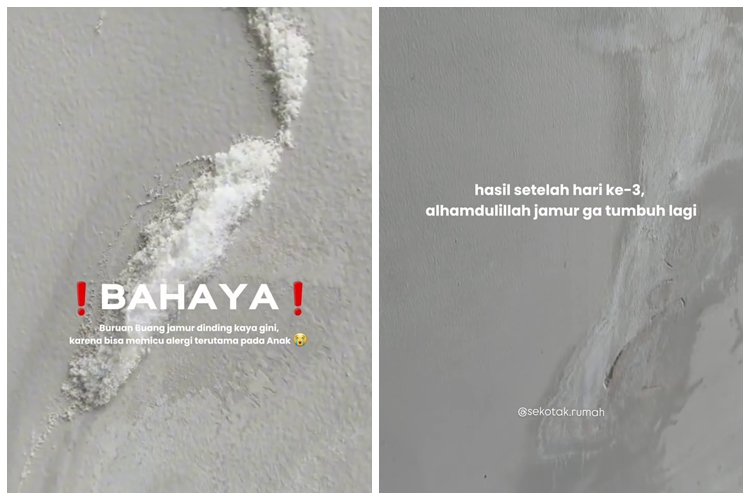 Jangan cuma dibersihkan, ini trik basmi jamur di tembok agar tak muncul lagi pakai 2 bahan dapur
