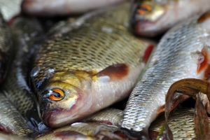 7 Bahan makanan yang kerap diformalin, waspadai dan ketahui cara menghilangkannya dalam 10-20 menit