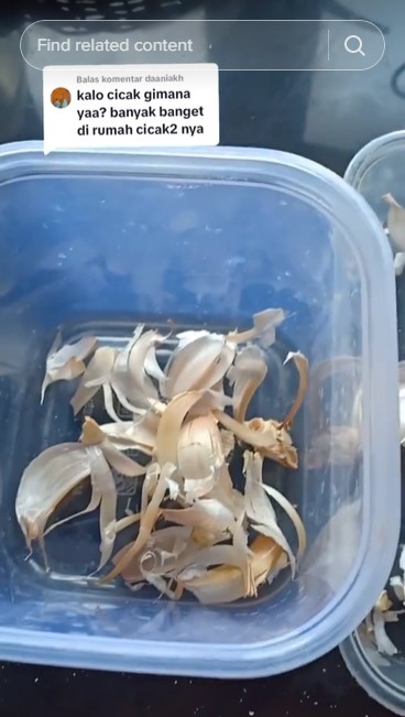 Bukan dengan perangkap, ini cara sederhana bikin cicak tak datang lagi hanya dengan 1 bahan dapur