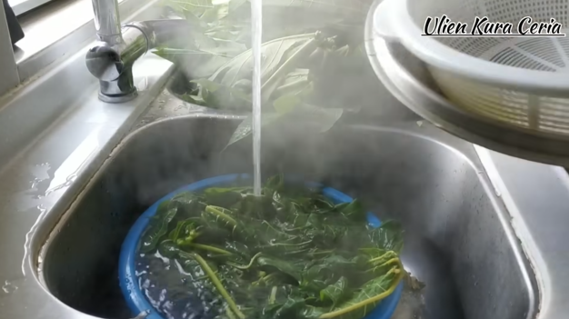 Trik menghilangkan rasa pahit daun pepaya tanpa harus mengandalkan tanah liat dan daun jambu biji