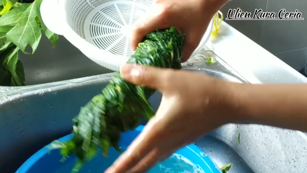 Trik menghilangkan rasa pahit daun pepaya tanpa harus mengandalkan tanah liat dan daun jambu biji