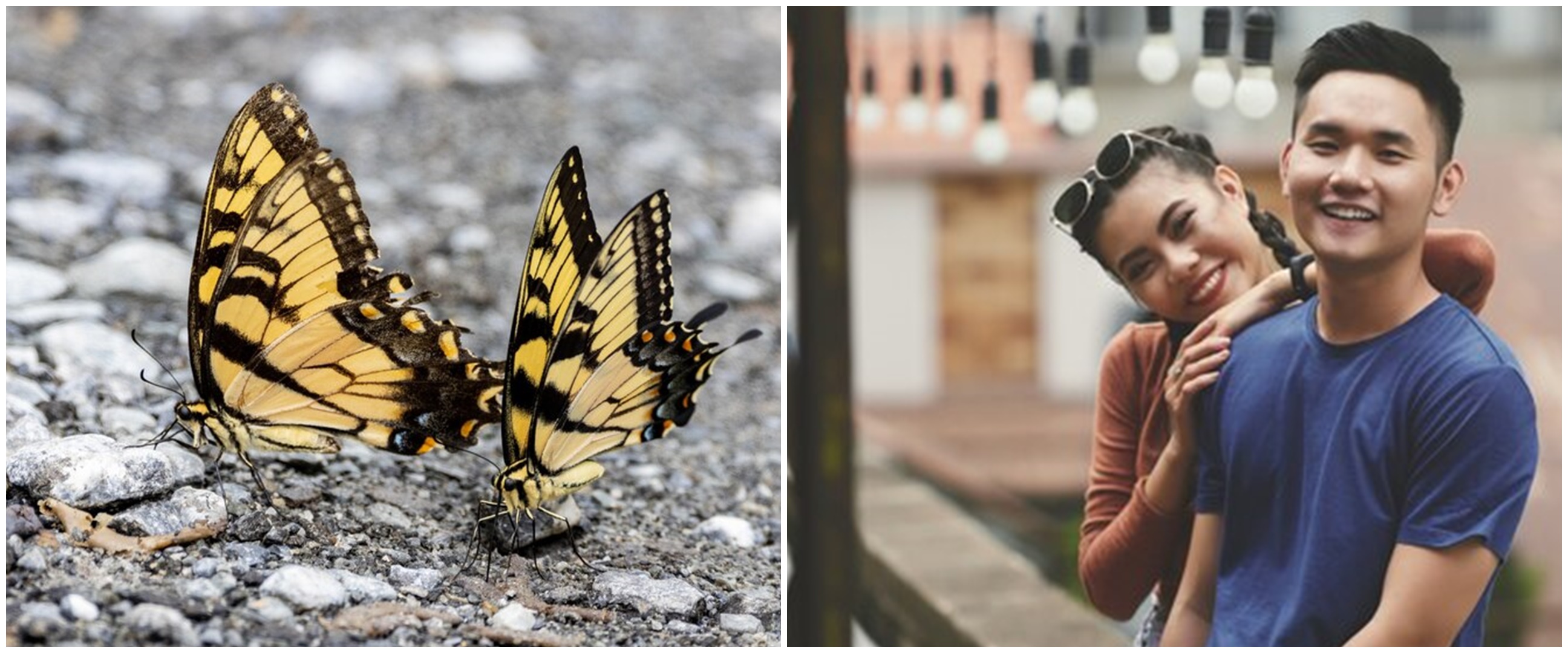 Dipercaya bawa keberuntungan dan cinta, ini 7 arti melihat dua ekor kupu-kupu bersamaan