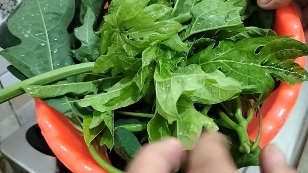 Trik agar daun pepaya cepat empuk saat direbus dalam 5 menit, tidak pahit hanya pakai 1 bumbu