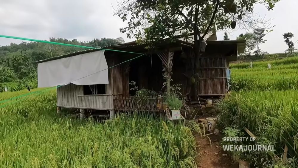 Mewah bukan segalanya, 9 potret rumah bambu tengah sawah ini biar sederhana tapi idaman untuk masa tua