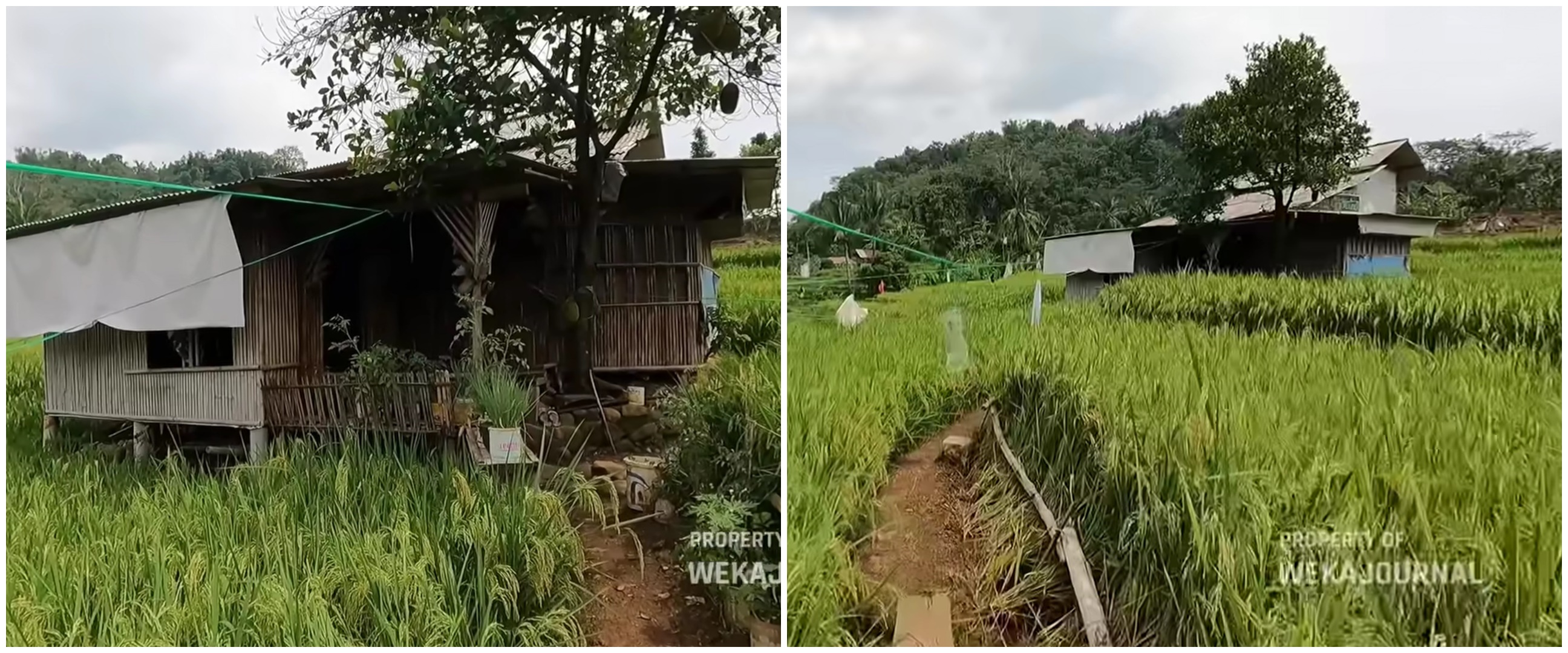 Mewah bukan segalanya, 9 potret rumah bambu tengah sawah ini biar sederhana tapi idaman untuk masa tua