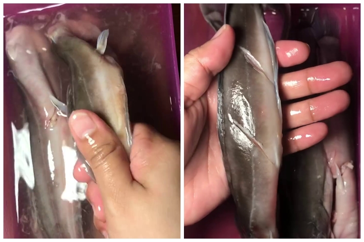 Lebih kesat dibandingkan pakai tepung, trik hilangkan lendir ikan lele ini bikin renyah saat digoreng