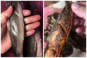 Lebih kesat dibandingkan pakai tepung, trik hilangkan lendir ikan lele ini bikin renyah saat digoreng