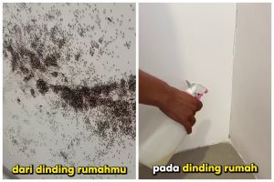 Trik jitu mengusir semut di rumah ini ampuh nggak bikin balik lagi dengan 3 bahan dapur