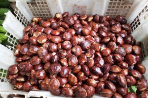 Rahasia dapur nenek: 5 Bahan ampuh hilangkan bau jengkol dan resep manjakan lidah keluarga