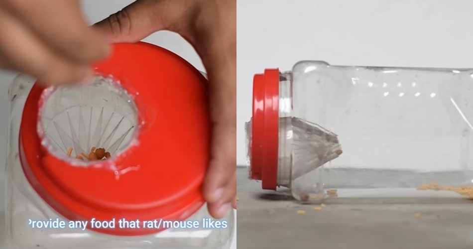Cara mudah membuat perangkap tikus dengan 2 sampah dapur