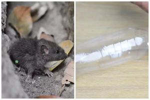 Cara mudah membuat perangkap tikus dengan 2 sampah dapur
