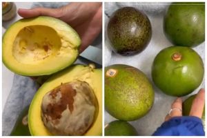 Trik mematangkan alpukat dalam 3 hari dengan 2 alat sederhana
