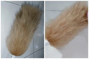 Kerap jadi sarang debu, ini trik mencuci kemoceng bulu agar tak rontok dan jadi lebih lembut