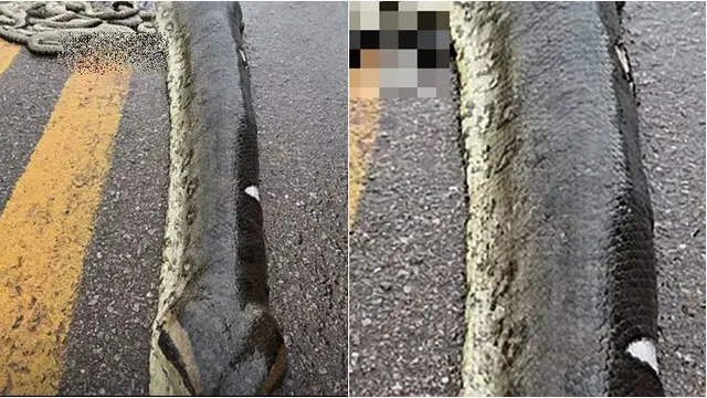 Penampakan anaconda hamil ditabrak mobil, puluhan anaknya mati berserakan di jalan raya