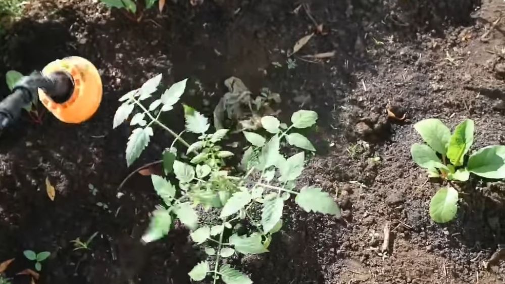 Trik melebatkan buah tanaman terong dengan satu bahan pemanis, tak perlu pupuk kimia