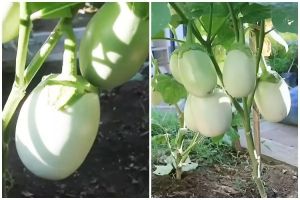 Trik melebatkan buah tanaman terong dengan satu bahan pemanis, tak perlu pupuk kimia