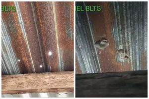 Bukan pakai lakban atau pelapis khusus, ini cara mudah menambal seng bocor dengan 2 bahan sederhana