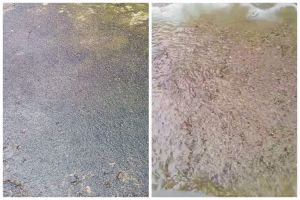 Bermodal 2 bahan sederhana, ini cara bersihkan lumut tebal di lantai semen supaya nggak bikin licin