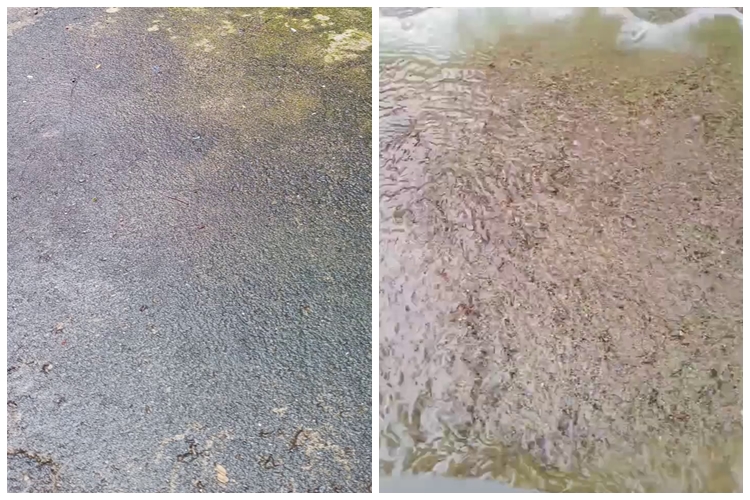 Bermodal 2 bahan sederhana, ini cara bersihkan lumut tebal di lantai semen supaya nggak bikin licin