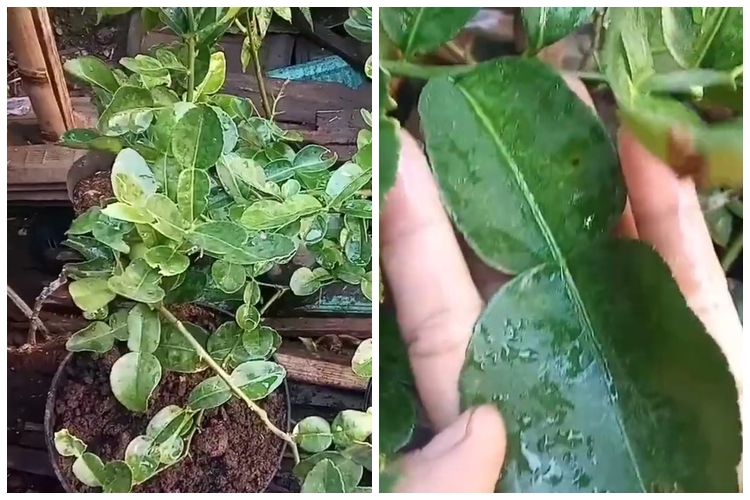 Trik agar pohon jeruk purut daunnya lebih lebar meski ditanam di pot