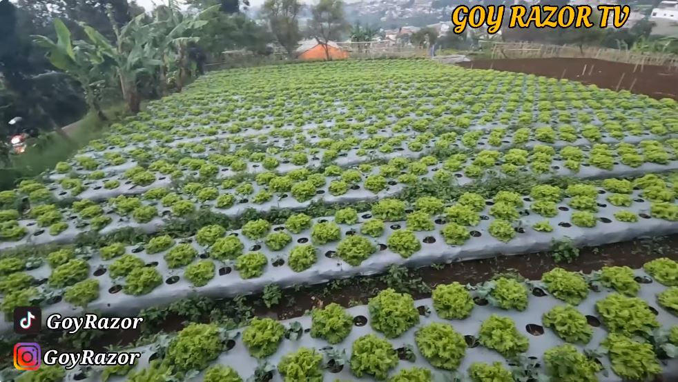 Besar bak istana ada halaman luas di tengah sawah, 11 potret rumah Anjasmara ini terbengkalai 5 tahun