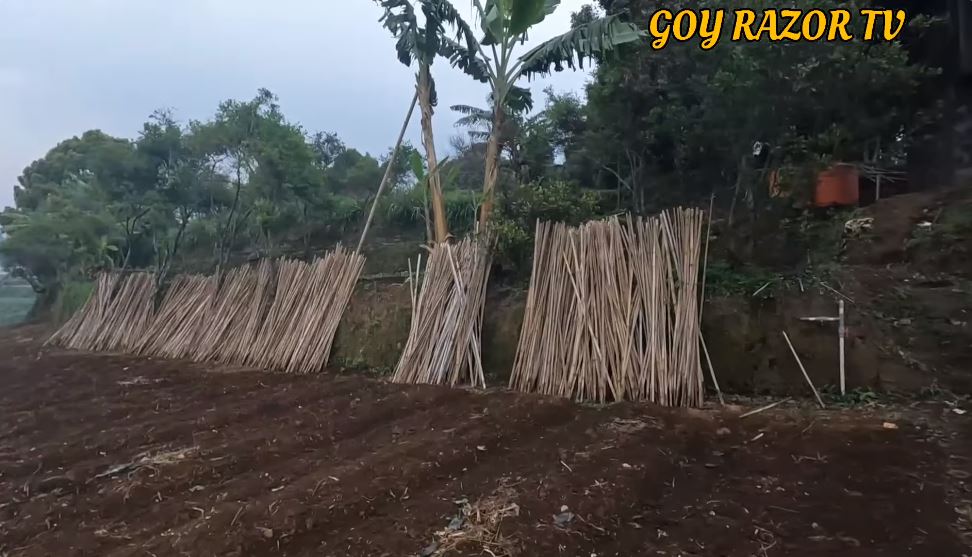 Besar bak istana ada halaman luas di tengah sawah, 11 potret rumah Anjasmara ini terbengkalai 5 tahun