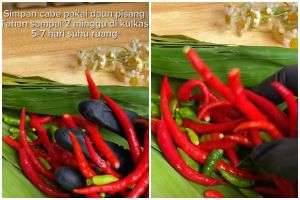 Cara menyimpan cabai tetap segar 2 minggu tanpa pakai tisu, andalkan 1 jenis daun