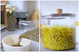 Trik merebus kacang hijau agar hemat gas, tanpa bahan tambahan langsung empuk