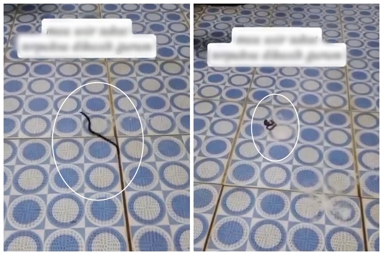 Kerap muncul di musim di hujan, ini trik mengusir cacing di kamar mandi supaya nggak balik lagi