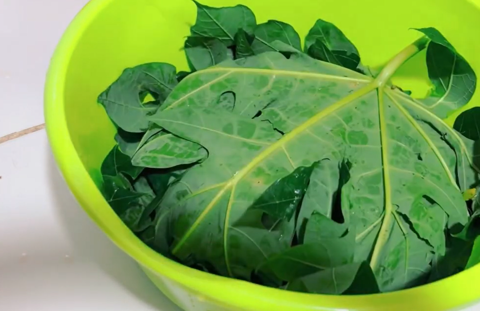 Cara mudah mengolah ayam kampung agar empuk tanpa diungkep atau dipresto