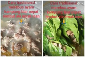 Tanpa dipresto, ini cara merebus ayam kampung agar cepat empuk andalkan 1 jenis daun