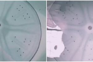 Tanpa perlu ribet bongkar, ini cara bersihkan mesin cuci cukup pakai satu bahan dapur