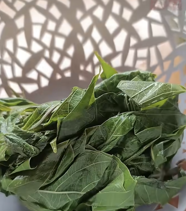 Warnanya hijau segar, ini cara merebus daun singkong agar cepat empuk dalam 7 menit