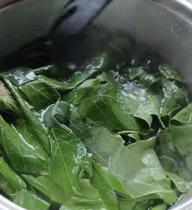 Warnanya hijau segar, ini cara merebus daun singkong agar cepat empuk dalam 7 menit