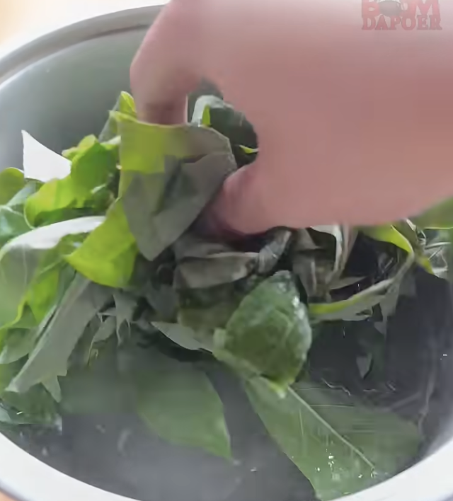 Warnanya hijau segar, ini cara merebus daun singkong agar cepat empuk dalam 7 menit