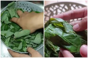 Warnanya hijau segar, ini cara merebus daun singkong agar cepat empuk dalam 7 menit