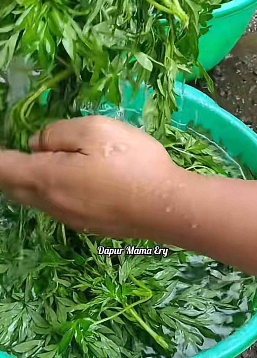 Andalkan 1 bahan dapur, cara merebus daun kenikir ini bikin empuk dan tetap hijau cantik