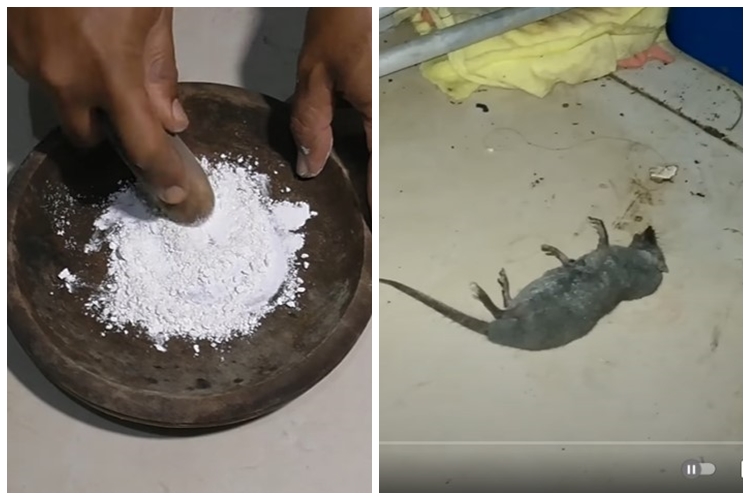 Cara basmi tikus di dapur cuma pakai 1 bahan makanan tanpa perlu bikin perangkap