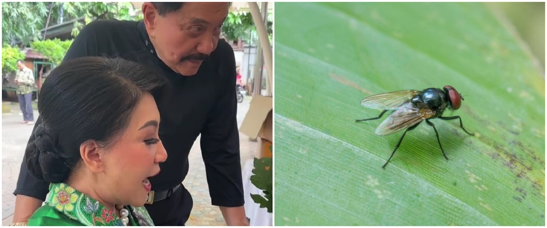 Trik ayah Hetty istri Andika Perkasa usir lalat pakai 1 bahan dapur, ampuh tak datang lagi ke meja