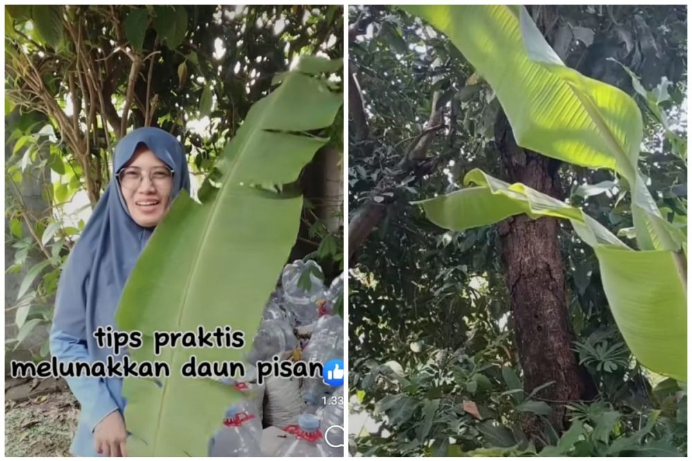 Dijemur makan waktu, ini trik cepat melenturkan daun pisang dan hijau segar pakai 1 bahan dapur