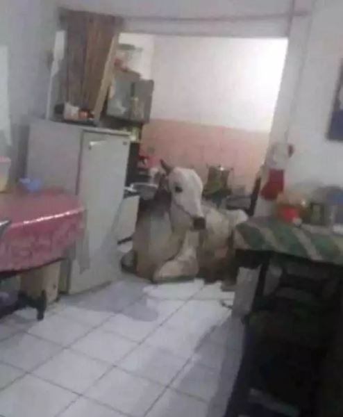 Pengin punya dapur estetik tapi tak ada modal, intip 13 potret kocaknya tempat masak warga +62