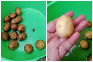 Cuma butuh 10 detik, begini cara cepat mengupas kulit kentang tanpa pisau atau peeler