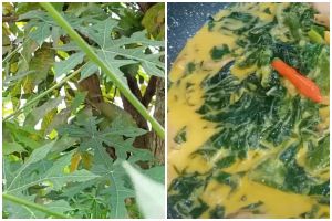 Cuma 10 menit! Begini cara mengolah daun pepaya Jepang agar tidak pahit dengan bahan dapur