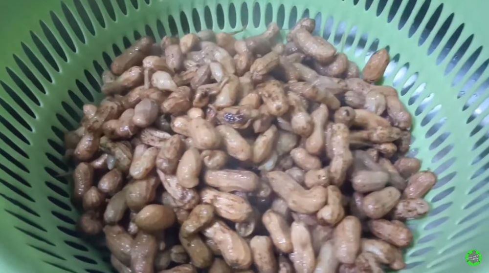 Trik rebus kacang tanah hemat gas, hasilnya gurih dan tak basah, dalam 10 menit langsung empuk