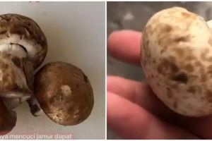 Tak perlu dikupas, ini cara membersihkan jamur kancing agar hasilnya tak lembek