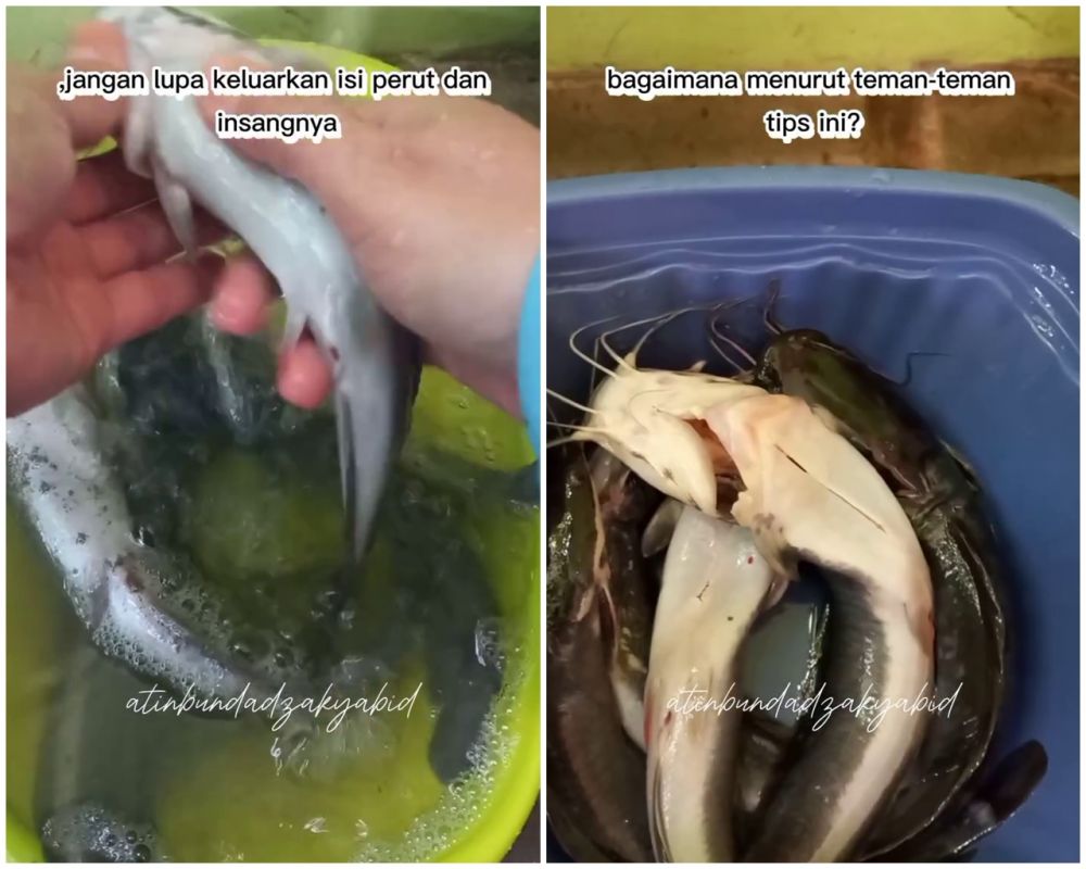 Bukan direndam cuka atau digosok tepung, begini cara basmi lendir ikan lele agar kesat maksimal