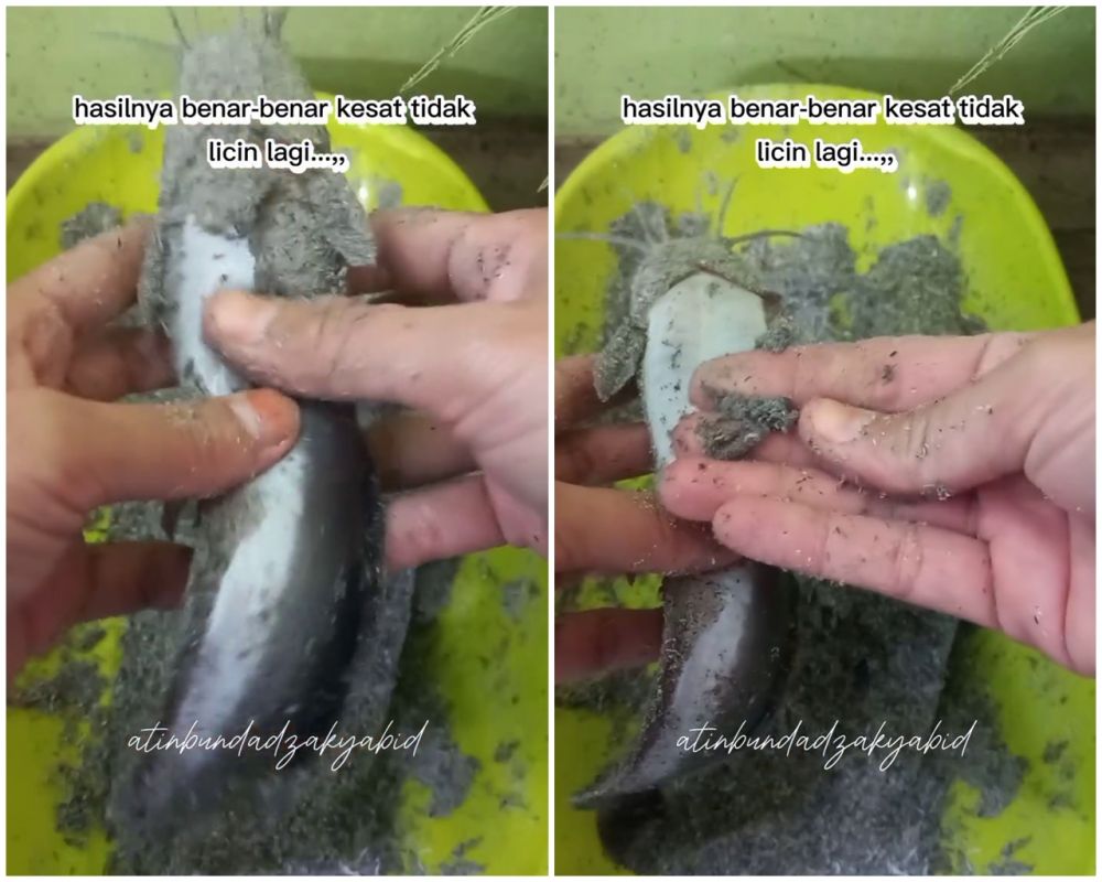 Bukan direndam cuka atau digosok tepung, begini cara basmi lendir ikan lele agar kesat maksimal