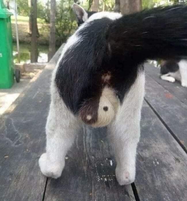 11 Potret kebetulan ini bikin heran, dilihat dua kali baru paham, ada kampung mirip wajah manusia