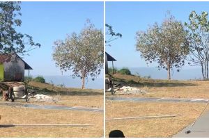 Aksi pria saat ngecor jalan ini bikin tepuk jidat, definisi kerja keras berujung sia-sia