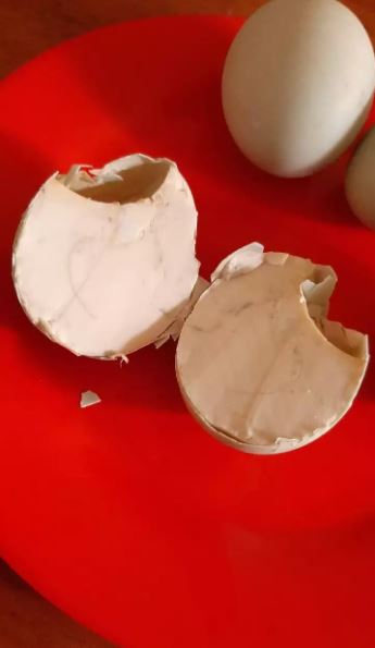 11 Momen apes saat makan ini pastinya bikin kesal parah, auto nggak berselera lagi